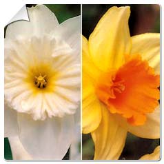 Narcisse a grande coupe